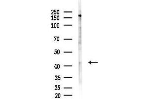 Western blot analysis of lysates from Hela cells(LPS,4h treatment), using KMA Antibody at 1/1000 dilution.