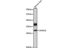 DNAJC8 Antikörper  (AA 1-253)