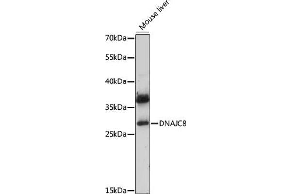 DNAJC8 Antikörper  (AA 1-253)