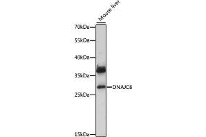 Western blot analysis of extracts of mouse liver, using DN antibody (ABIN7266829) at 1:1000 dilution. (DNAJC8 Antikörper  (AA 1-253))