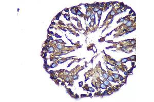 Immunohistochemistry of paraffin-embedded Rat testis using B Rabbit pAb (ABIN7265675) at dilution of 1:100 (40x lens). (ACTR1B Antikörper  (AA 1-105))
