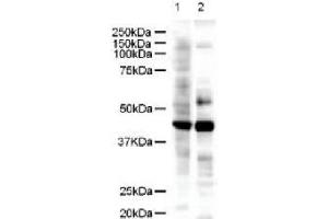 Figure 1. (LIM Domain Binding 2 Protein Antikörper  (AA 107-120))