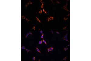 Immunofluorescence analysis of NIH-3T3 cells using  Rabbit pAb (ABIN6131387, ABIN6136467, ABIN6136469 and ABIN6222130) at dilution of 100 (40x lens). (ACSS2 Antikörper)