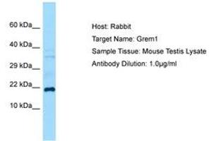 Image no. 1 for anti-Gremlin 1 (GREM1) (C-Term) antibody (ABIN6749873) (GREM1 Antikörper  (C-Term))