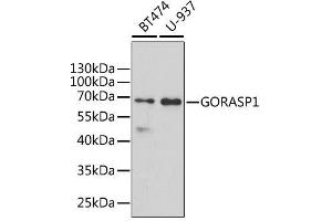 Western blot analysis of extracts of various cell lines, using GORASP1 antibody.