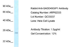 Western Blotting (WB) image for anti-Growth Arrest and DNA-Damage-Inducible, gamma Interacting Protein 1 (GADD45GIP1) (Middle Region) antibody (ABIN2789108) (GADD45GIP1 Antikörper  (Middle Region))