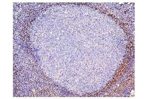 IHC analysis of ADK using anti-ADK antibody (ABIN7600222).