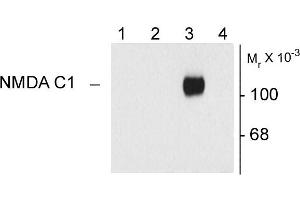 Western blots of 10 ug of HEK 293 cells expressing: Lane 1 - HEK cells without NR1 expression (Mock), Lane 2 - NR1 subunit containing only the C2 Insert, Lane 3 - NR1 subunit containing the C1 and C2' Insert, Lane 4 - NR1 subunit containing the N1 and C2' Insert showing specific immunolabeling of the ~120k NR1 subunit of the NMDA receptor containing the C1 splice variant insert. (GRIN1/NMDAR1 Antikörper)