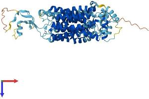SLC22A7 Protein (AA 1-548) (His tag)