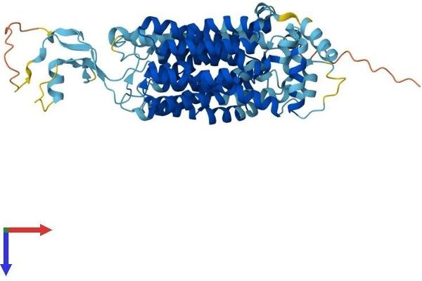 SLC22A7 Protein (AA 1-548) (His tag)