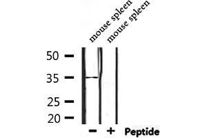 Western blot analysis of extracts from mouse spleen, using OR4D2 Antibody. (OR4D2 Antikörper)