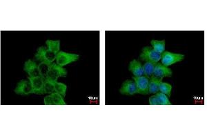 ICC/IF Image alpha Tubulin antibody detects TUBA1B protein at cytoskeleton by immunofluorescent analysis. (TUBA1B Antikörper)