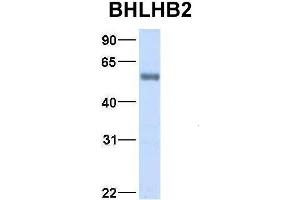 Host:  Rabbit  Target Name:  BHLHB2  Sample Type:  Human Fetal Lung  Antibody Dilution:  1. (BHLHE40 Antikörper  (Middle Region))