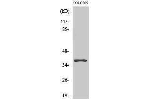 Western Blotting (WB) image for anti-Olfactory Receptor, Family 5, Subfamily K, Member 1 (OR5K1) (Internal Region) antibody (ABIN3186159) (OR5K1 Antikörper  (Internal Region))