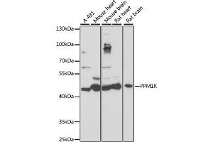 Western blot analysis of extracts of various cell lines, using PPM1K antibody (ABIN7269697) at 1:1000 dilution.