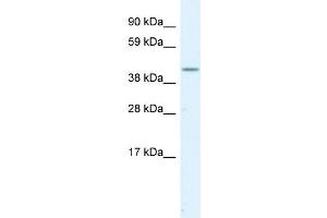 WB Suggested Anti-SERPINH1  Antibody Titration: 1. (SERPINH1 Antikörper  (C-Term))