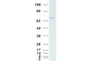 Western Blotting (WB) image for BR serine/threonine Kinase 2 (BRSK2) protein (Myc-DYKDDDDK Tag) (ABIN2715337)