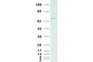 Validation with Western Blot (BRSK2 Protein (Myc-DYKDDDDK Tag))