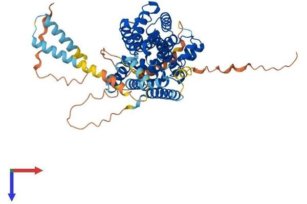 PDE1B Protein (AA 1-536) (His tag)