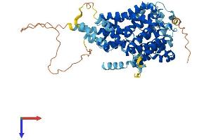 SLC13A3 Protein (AA 1-600) (His tag)