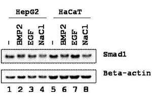 Western blot using  Affinity Purified anti-SMAD1 antibody shows detection of endogenous SMAD1 in whole cell lysates from human hepatoma (HEPG2, lanes 1-4) and keratinocyte (HaCaT, lanes 5-8) derived cell lines treated with PBS, BMP2, EGF, or NaCl for 1 h at 37°C before harvest. (SMAD1 Antikörper  (Internal Region))
