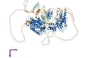 ADAR Protein (AA 1-1178) (His tag)
