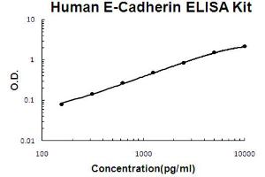 ELISA image for Cadherin 1, Type 1, E-Cadherin (Epithelial) (CDH1) ELISA Kit (ABIN6720379)