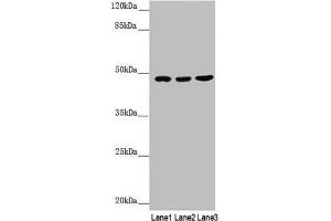 Western blot All lanes: BCS1L antibody at 3.