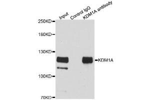 Immunoprecipitation analysis of 200ug extracts of HeLa cells using 3ug KDM1A antibody. (LSD1 Antikörper)