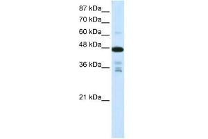 PRMT2 antibody used at 0. (PRMT2 Antikörper  (N-Term))