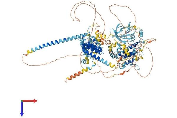 BUB1B Protein (AA 1-1050) (His tag)
