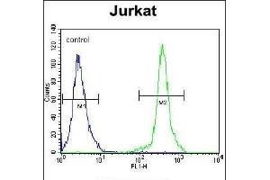 KLF14 Antibody (C-term) (ABIN654237 and ABIN2844068) flow cytometric analysis of Jurkat cells (right histogram) compared to a negative control cell (left histogram). (KLF14 Antikörper  (C-Term))