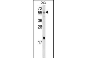Western blot analysis of anti-Bmp10 Antibody (N-term) (ABIN388448 and ABIN2848754) in 293 cell line lysates (35 μg/lane). (BMP10 Antikörper  (N-Term))