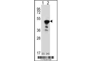 Western blot analysis of FEN1 using rabbit polyclonal FEN1 Antibody using 293 cell lysates (2 ug/lane) either nontransfected (Lane 1) or transiently transfected (Lane 2) with the FEN1 gene. (FEN1 Antikörper  (AA 243-272))