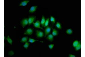 Immunofluorescence staining of A549 cells with ABIN7174107 at 1:200, counter-stained with DAPI.