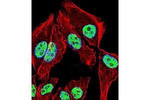 Fluorescent confocal image of A549 cell stained with ZNF207 Antibody (N-term). (ZNF207 Antikörper  (N-Term))