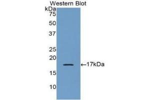 Detection of Recombinant BMP6, Human using Polyclonal Antibody to Bone Morphogenetic Protein 6 (BMP6) (BMP6 Antikörper  (AA 375-513))