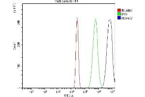 Flow Cytometry analysis of HL-60 cells using anti-HDAC2 antibody (ABIN7601564). (HDAC2 Antikörper  (AA 387-488))