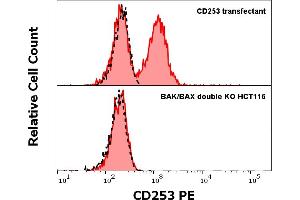 Anti-Hu CD253 PE antibody (clone 2E5) specificity verification by flow cytometry Colorectal cancer cell line HCT-116 with the eliminated expression of pro-apoptotic proteins BAK and BAX (prepared using CRISPR Cas9 gene editing approach) was used as host for CD253 (TRAIL) transfection. (TRAIL Antikörper  (AA 95-281) (PE))