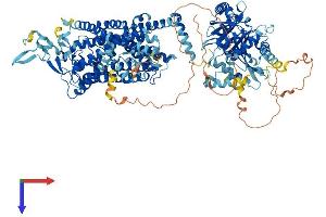 SLC12A4 Protein (AA 1-1085) (His tag)