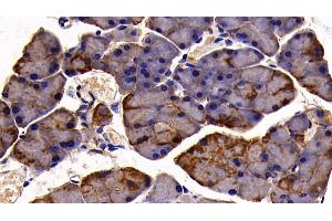Detection of CK19 in Mouse Pancreas Tissue using Polyclonal Antibody to Cytokeratin 19 (CK19) (Cytokeratin 19 Antikörper  (AA 1-403))