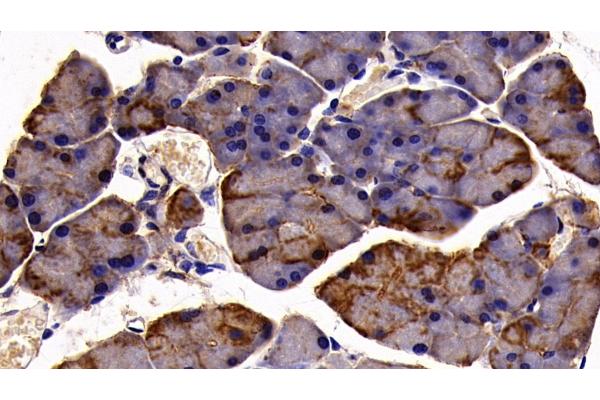 Cytokeratin 19 Antikörper  (AA 1-403)