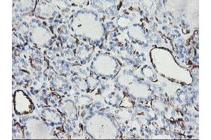 Image no. 2 for anti-Platelet/endothelial Cell Adhesion Molecule (PECAM1) antibody (ABIN1497242) (CD31 Antikörper)