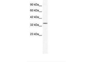 Image no. 1 for anti-Zinc Finger Protein 589 (ZNF589) (AA 185-234) antibody (ABIN203078) (ZNF589 Antikörper  (AA 185-234))
