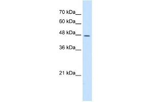 DDOST antibody used at 5 ug/ml to detect target protein. (DDOST Antikörper  (N-Term))