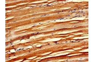 IHC image of ABIN7158870 diluted at 1:600 and staining in paraffin-embedded human skeletal muscle tissue performed on a Leica BondTM system. (MAEA Antikörper  (AA 299-356))