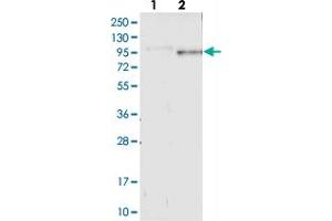 Western blot analysis of Lane 1: Negative control (vector only transfected HEK293T lysate), Lane 2: Over-expression Lysate (Co-expressed with a C-terminal myc-DDK tag (~3. (GPSM2 Antikörper)