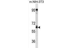 RSPRY Antibody (N-term) (ABIN1881768 and ABIN2838657) western blot analysis in mouse NIH-3T3 cell line lysates (35 μg/lane). (RSPRY1 Antikörper  (N-Term))