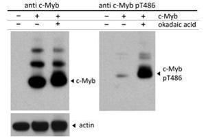 Western Blot of Rabbit c-Myb pT486 antibody. (MYB Antikörper  (N-Term, pThr486))