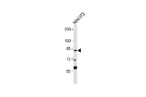 Anti-DYRK1A Antibody (Center) at 1:2000 dilution + NIH/3T3 whole cell lysate Lysates/proteins at 20 μg per lane. (DYRK1A Antikörper  (AA 389-418))